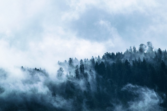 les, mlha, mraky